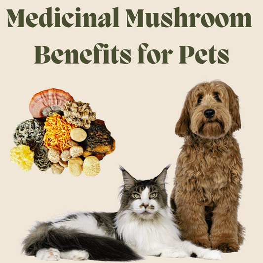 🍄🐾 Discover the Health Benefits of Medicinal Mushrooms for Your Furry Friends! 🐕🐱