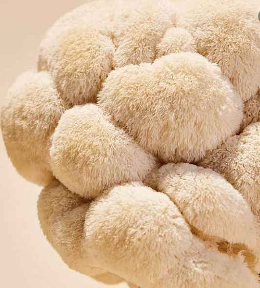 MUSHROOM SPOTLIGHT🚨🍄 One of our favorites: LIONS MANE!