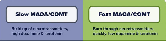 What is the MTHFR Gene?